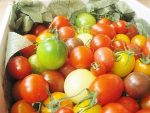 016まるちゃんちのトマト