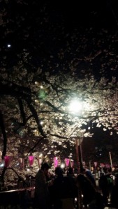 IMG_20150327_213042桜