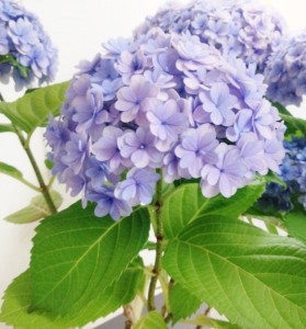 IMG_20150613_125239紫陽花