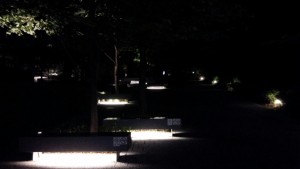DSC_0131夜の杜