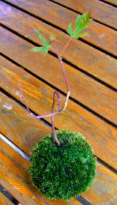 e78095e6adbbe381aee88b94e78e893